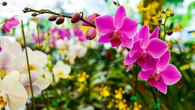 4 priežastys, kodėl nereikėtų namuose auginti orchidėjų