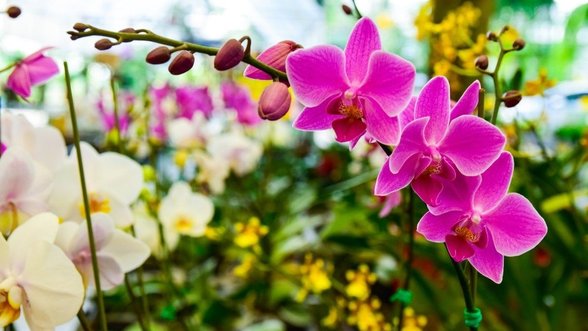 4 priežastys, kodėl nereikėtų namuose auginti orchidėjų
