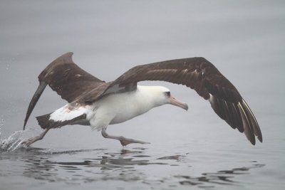 Tamsianugaris albatrosas linkęs į homoseksualius santykius