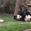 „Slaptas pandų gyvenimas" (II): švelniau nebūna - besigalynėjančios pandos nepaliko abejingų