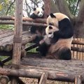 „Slaptas pandų gyvenimas" (III): didžioji panda nenulaikė savo jauniklio