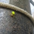 Surado žalią vorą: jei tinkamai elgsitės, nieko nenutiks