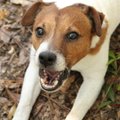 Tyrimas dėl žiauraus elgesio su gyvūnais Jurbarke: aiškinsis, kas 9 šunims pašalino balso stygas
