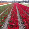 Olandijos soduose žydi tulpės, tačiau trūksta jomis besižavinčių turistų,