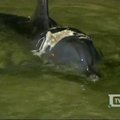 Australijoje išgelbėtas ryklio užpultas delfinas