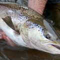 Salmon and sea-trout fishing banned in Lithuania