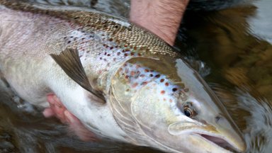Salmon and sea-trout fishing banned in Lithuania