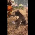 Ugniagesiai pasiūlė vandens ištroškusiai koalai