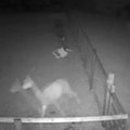 Nufilmuota stebėjimo kamerų: alpakų užpuolimas Mančesteryje