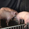 Estijos kiaulių ūkyje užfiksuotas pirmasis AKM atvejis