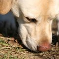 Veterinarė pataria šunų šeimininkams: papildomą apsaugą nuo erkių galite pasigaminti patys