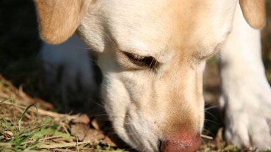 Veterinarė pataria šunų šeimininkams: papildomą apsaugą nuo erkių galite pasigaminti patys