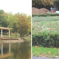 Atnaujintas Kėdainių miesto parkas jau traukia lankytojus: šviečiantis tiltas ir scena kone ant vandens ir kitos naujovės