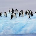 Šilumos anomalijos pasiekė ir Antarktidą: užfiksuotas naujas rekordas