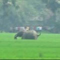 Nufilmuota, kaip Indijoje dramblys sutrypė žmogų