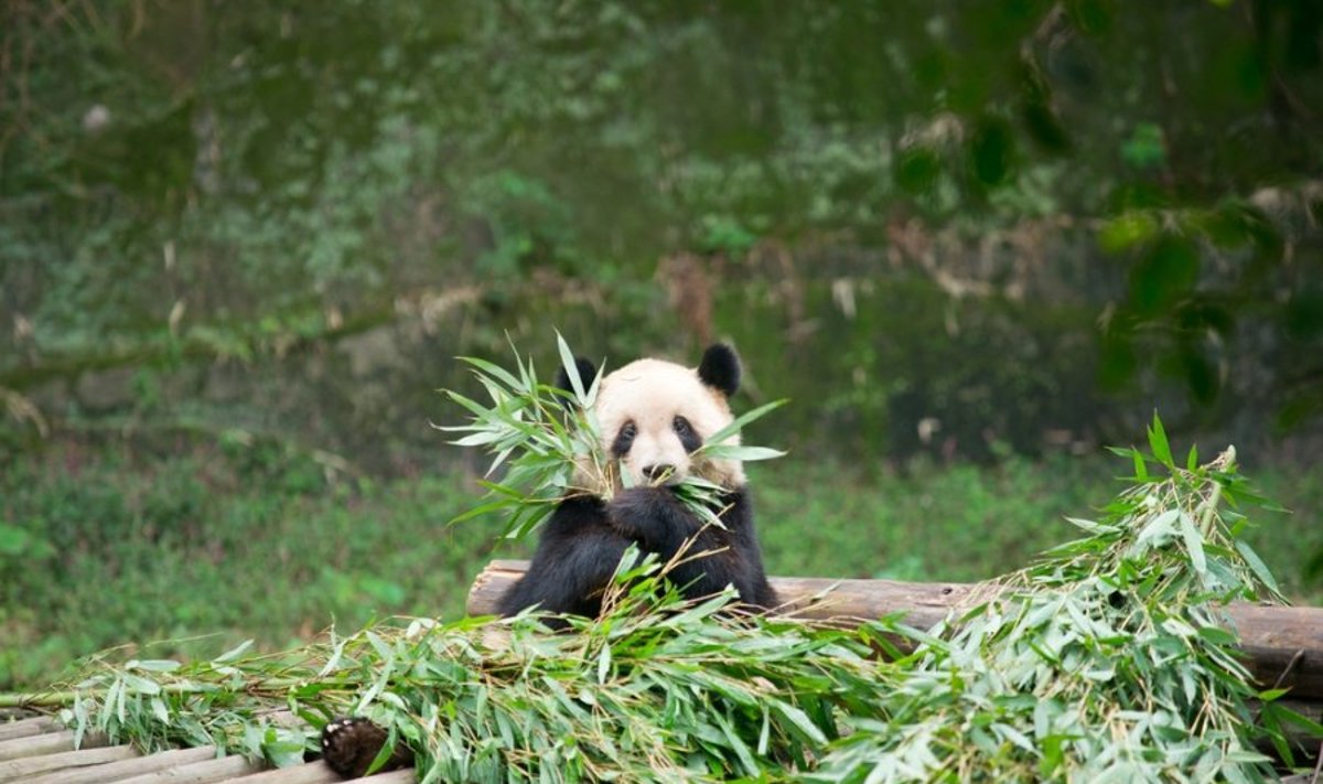 Didžiųjų pandų išmatos gali pasitarnauti ne tik žmonių sveikatai, bet ir biokuro pramonei