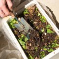 Kompostuoti galima ir gyvenant bute: vilnietė papasakojo, kaip prie rūšiavimo prisidėjo sliekai