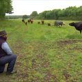 Veterinaras karvėms atlieka arijas iš savo mėgstamų operų