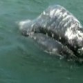 Prie Meksikos daugėja pilkųjų banginių