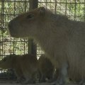 Pavasaris Japonijos zoologijos sode: du kapibarų jaunikliai ir sakurų žiedus piešiantis dramblys
