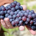 Mokslininkai pateikė naujausio tyrimo išvadas: atrastas neįtikėtinas vynuogių poveikis gyvenimo trukmei