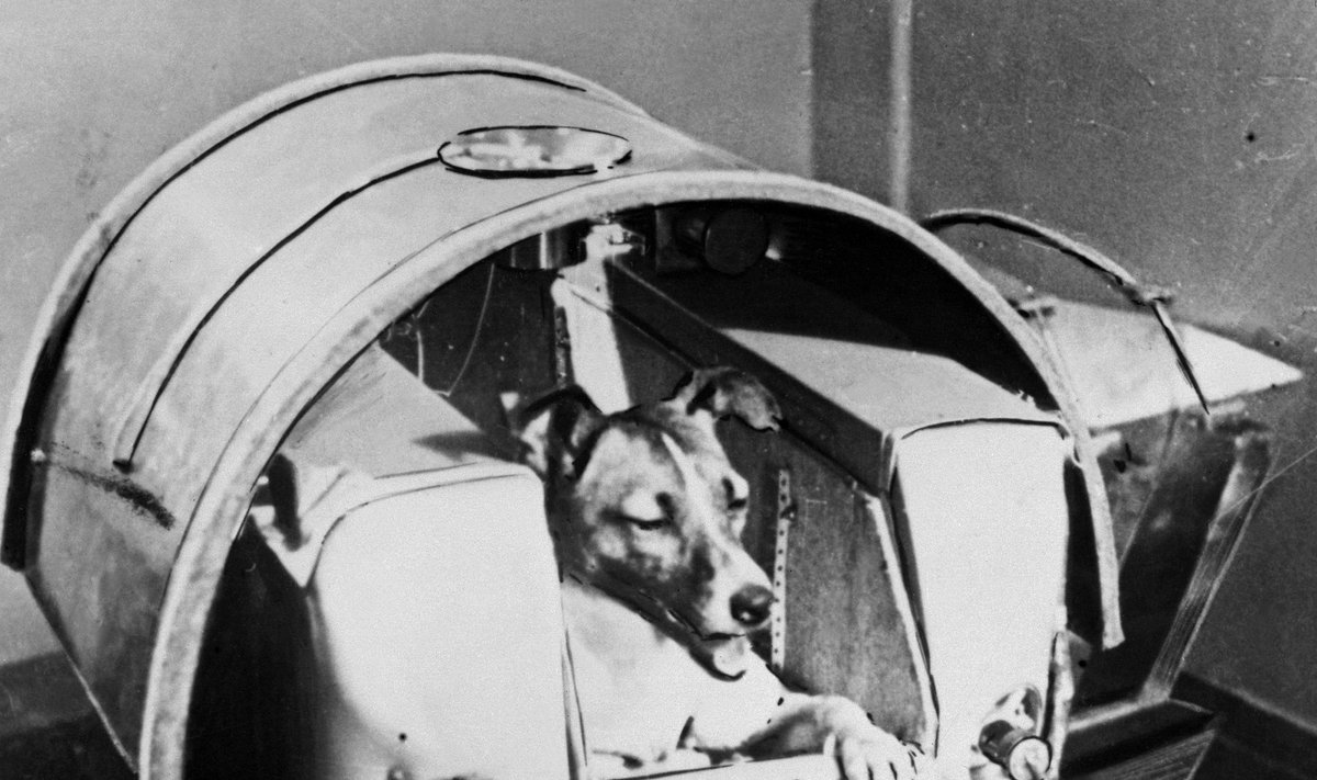 1957 m. šuo Laika tapo pirmąja gyva būtybe, išsiųsta į kosmosą
