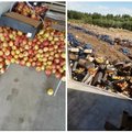 Kodėl Rusijoje naikinami didžiuliai kiekiai obuolių?