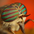 Jauno lietuvio aistra - vabzdžių „portretai“