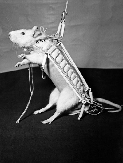 1960 metais daryta nuotrauka: žiurkė ruošiama skrydžiui į kosmosą