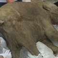 Rusijoje rastas sušalęs mamuto jauniklio kūnas atgabentas į Honkongą