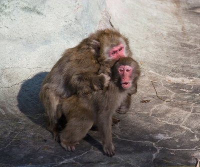 Japoniškos makakos mėgsta santykiauti ir su ta pačia lytimi