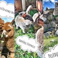 Idėjos savaitgaliui: net 13 gyvūnų parkų visoje Lietuvoje, kurie patiks ne tik vaikams