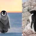 Reiškiniai Antarktidoje nustebino mokslininkus: ištyrę pingvinų populiaciją pateikė netikėtą išvadą – čia vyksta unikalūs procesai