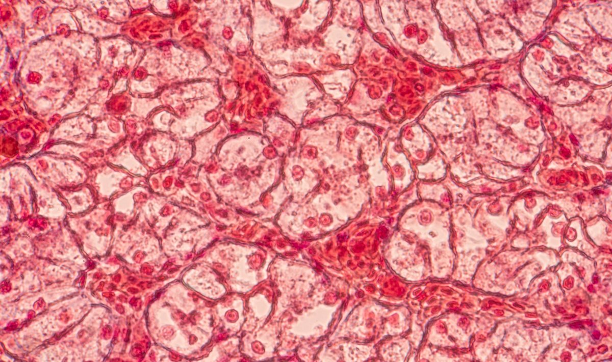 Odos ląstelės. Asociatyvi nuotr.