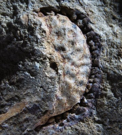 Palaeophytocrene chicoensis fosilija. The Sierra College Museum of Natural History/Brian Atkinson nuotr.