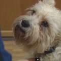 Jaudinanti akimirka: šunelis ligoninėje surado sunkiai sergančią šeimininkę