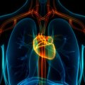 Kūnas apie širdies ir kraujagyslių ligas įspėja iš anksto: 4 simptomai, kad laikas pasitikrinti