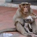 Neįtikėtina drąsa: beždžionė išgelbėjo užpultą šuniuką ir tapo jo mama