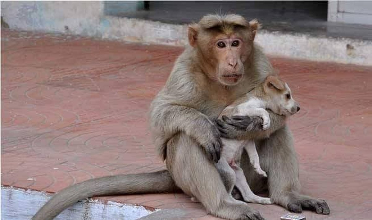 Beždžionė ir šuniukas