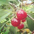 Vyšnių ir trešnių genėjimas – subtilus ir tik vasarą