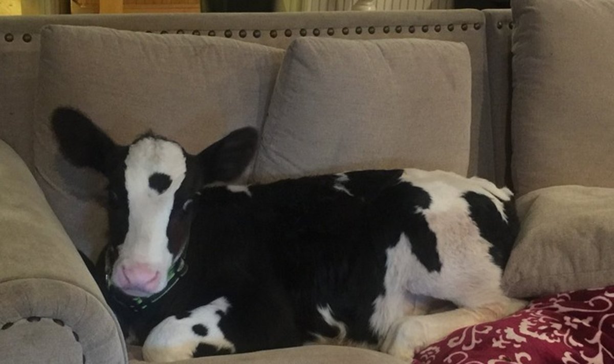 Karvė ant sofos
