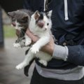 Visko mačiusius savanorius pribloškė pamatyta trijų kačiukų būklė