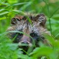 Pavojingiausios invazinės gyvūnų rūšys Lietuvoje