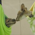 Mažosios Australijos kengūros mažyliai pakerėjo zoologijos sodo lankytojus