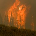 Graikijoje siaučia miškų gaisrai