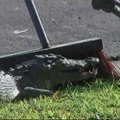 Australijoje iš kanalizacijos šulinio išlindo krokodilas