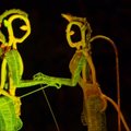 „Cirque Du Soleil“ Šanchajuje pristatė „Įsikūnijimo“ įkvėptą programą
