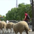 Prie Eifelio bokšto „Miesto aviganiai“ užbaigė 11 dienų trukusį žygį