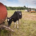 Sausra ir pašaro stygius verčia smulkius pieno tiekėjus parduoti karves