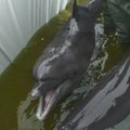 Į Lietuvą iš Graikijos parskraidinti pirmieji Klaipėdos delfinariumo delfinai